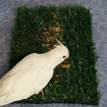 White cockatiel foraging on artificial turf