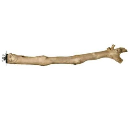 Coffee Tree Perch 1042 Natural Straight 18" Large