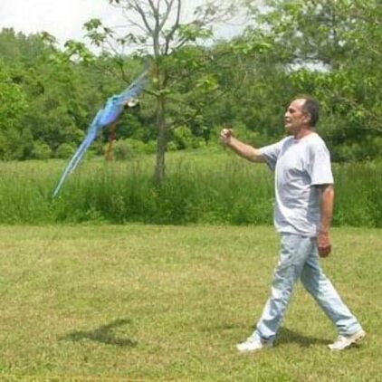 Aviator Bird Flight Line to Use with a Harness by Parrot University