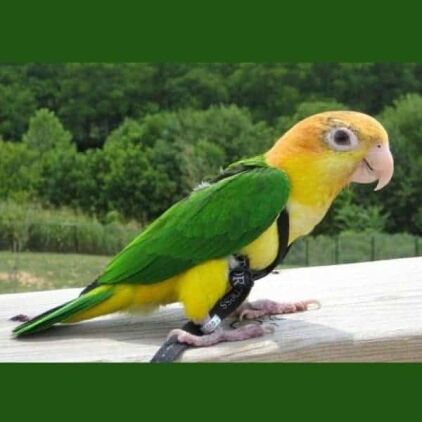 Aviator Flight Harness and Leash for 110 - 190 gram Birds Xtra Small Black