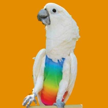 Rainbow flight suit on cockatoo