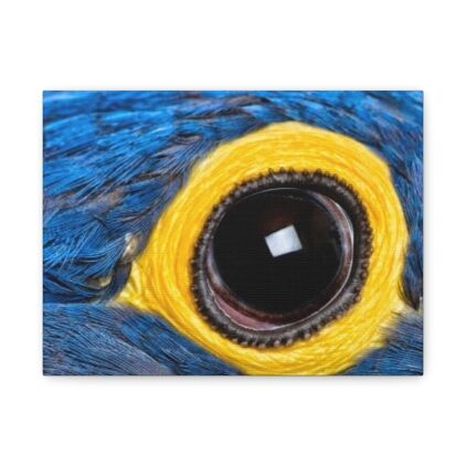 Stunning Bird Eye Canvas, Wall Art, Nature Decor, Home Gallery, Animal Photography, Gift for Bird Lovers