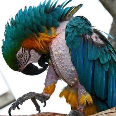 Blue and gold macaw parrot with chest plucked completely bare